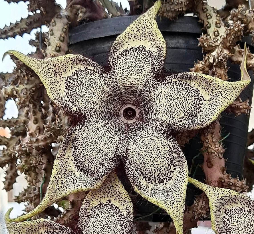 Edithcolea grandis succulenta rara con grande fiore a stella maculato e steli spinosi