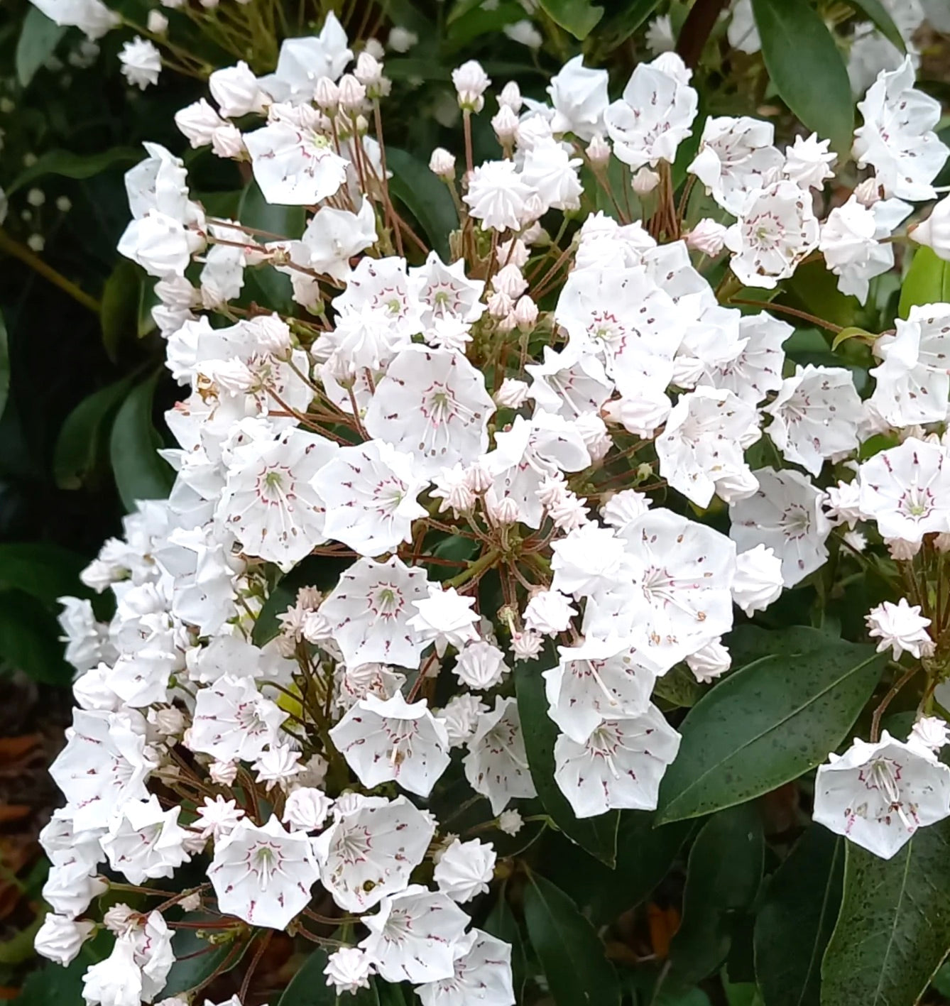 Gruppi di delicati fiori bianchi a forma di stella di Ehretia dicksonii con foglie verdi