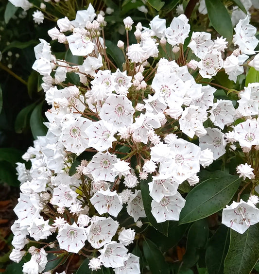 Gruppi di delicati fiori bianchi a forma di stella di Ehretia dicksonii con foglie verdi