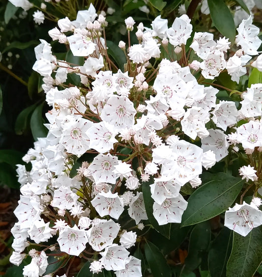 Ehretia dicksonii delicate white clustered flowers with dark green leaves close-up