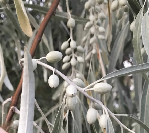 Elaeagnus angustifolia with elongated silvery leaves and clusters of small oval fruits