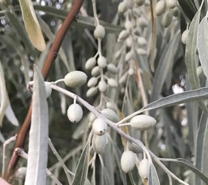 Elaeagnus angustifolia with elongated silvery leaves and clusters of small oval fruits