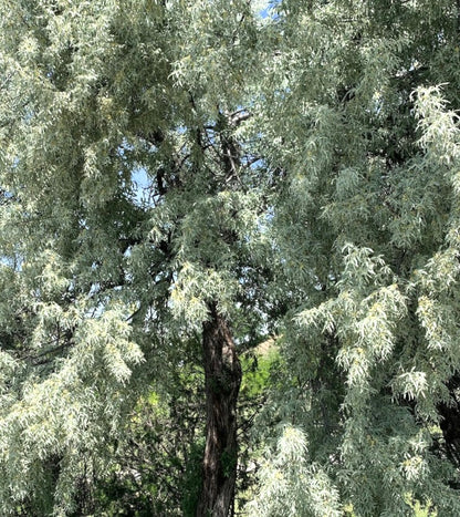 Elaeagnus angustifolia tree with silvery-green narrow leaves and textured bark outdoors