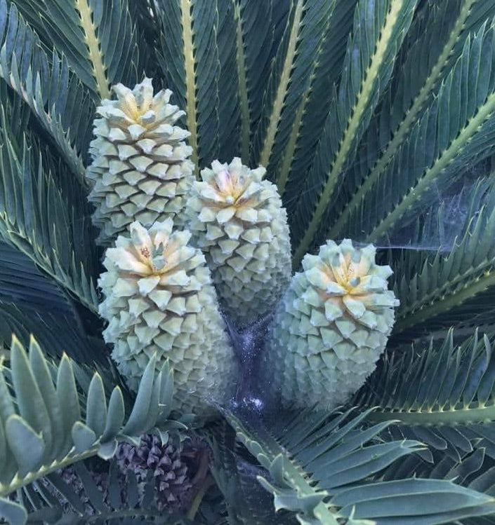Coni giovani di Encephalartos dyerianus con foglie verdi spinose e corona strutturata