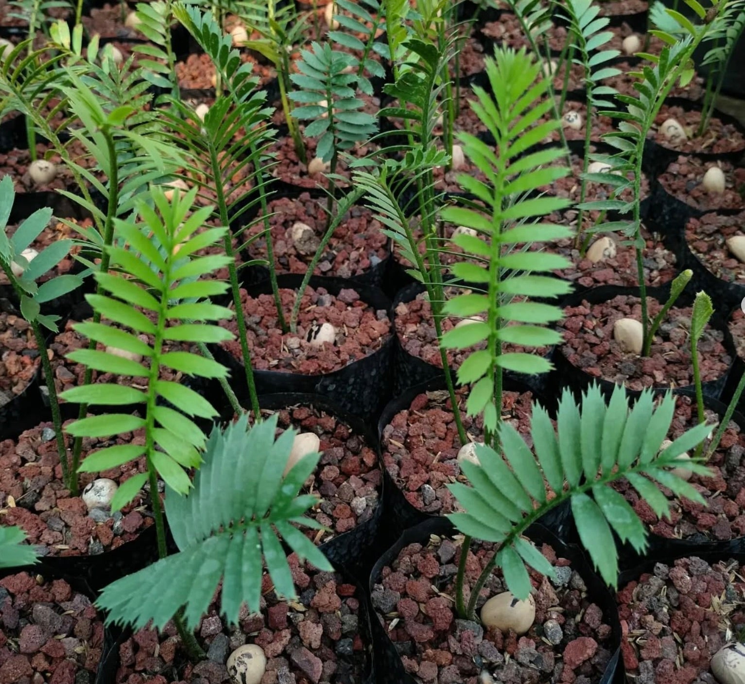 Piccoli esemplari giovani di Encephalartos caffer con foglie pinnate di un verde brillante in piccoli vasi