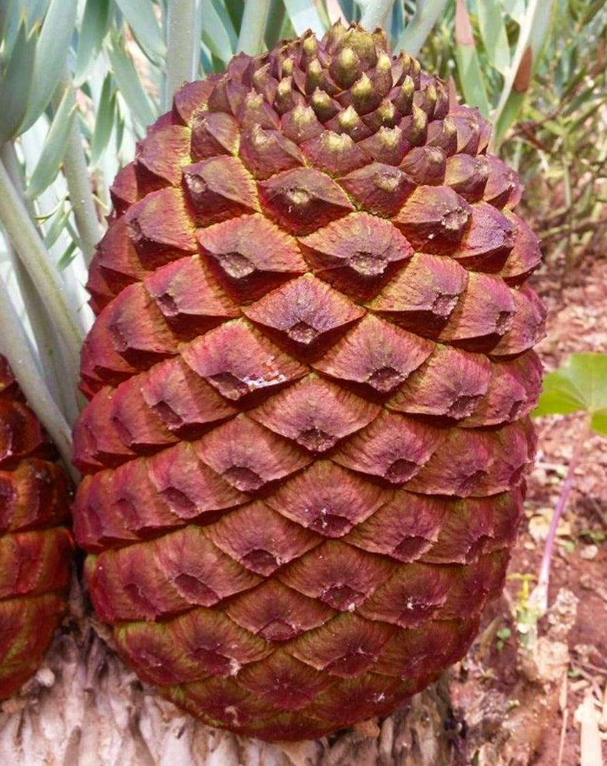 Grande cono testurizzato di Encephalartos eugene-maraisii con squame sovrapposte rossastro-marroni all'aperto