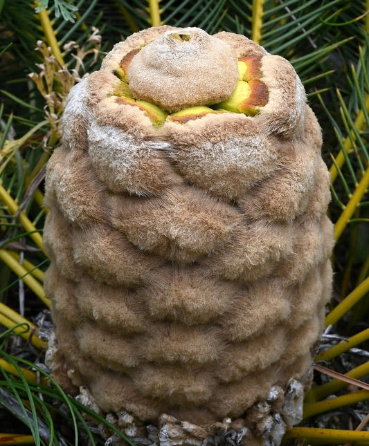 Encephalartos ghellinckii 1 Germinated Seeds | Ghellinck's cycad