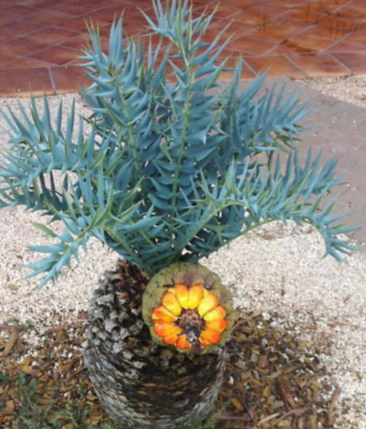 Encephalartos horridus SEEDS