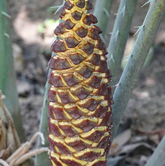 Encephalartos laurentianus Germinated Seeds | Laurent's cycad