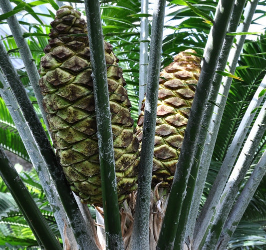Encephalartos laurentianus | Laurent's cycad | Congo cycad