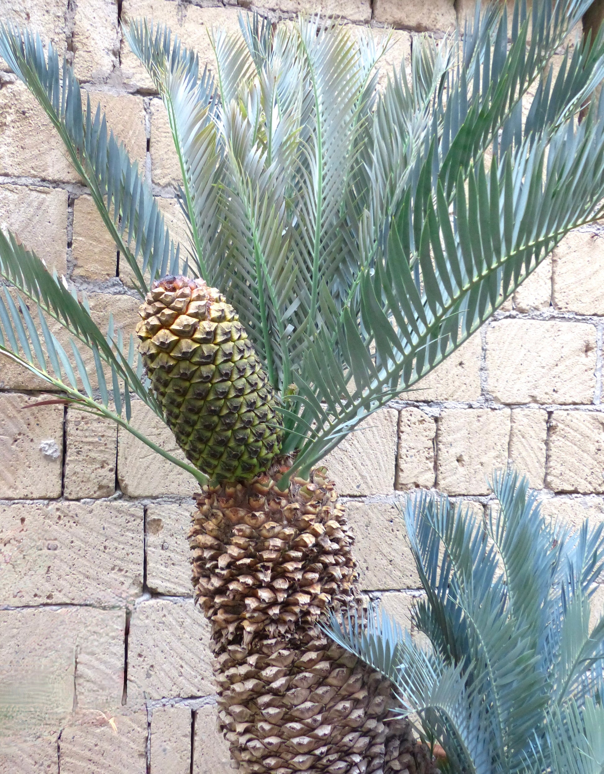 Caudice di Encephalartos lehmannii con foglie pennate blu-verdi e campione di grande cono