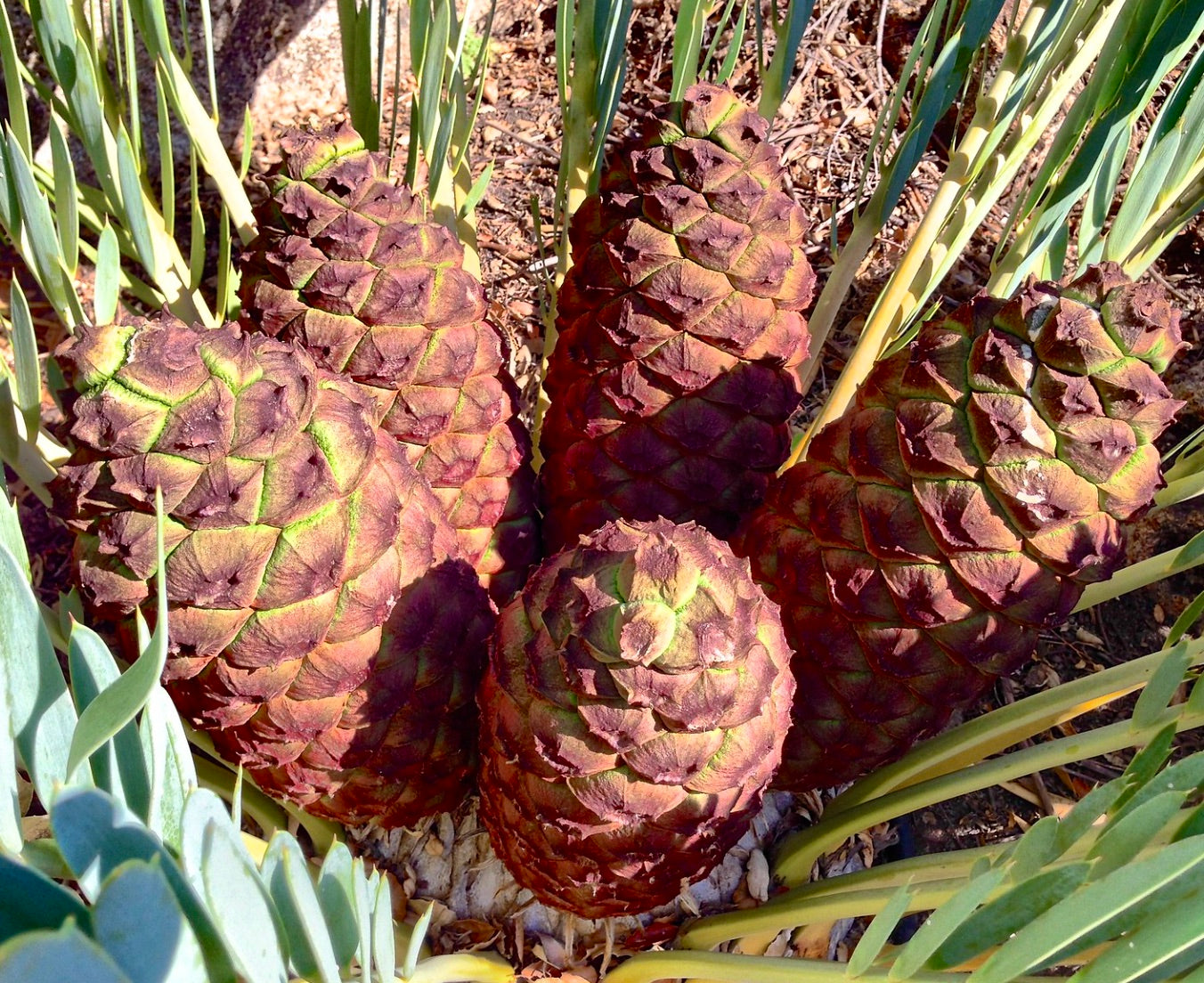 Grande cono marrone di Encephalartos middelburgensis con foglie verdi di cicade e caudice testurizzato