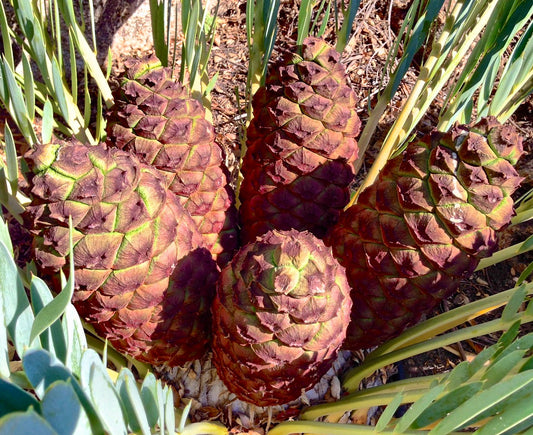 Grande cono marrone di Encephalartos middelburgensis con foglie verdi di cicade e caudice testurizzato