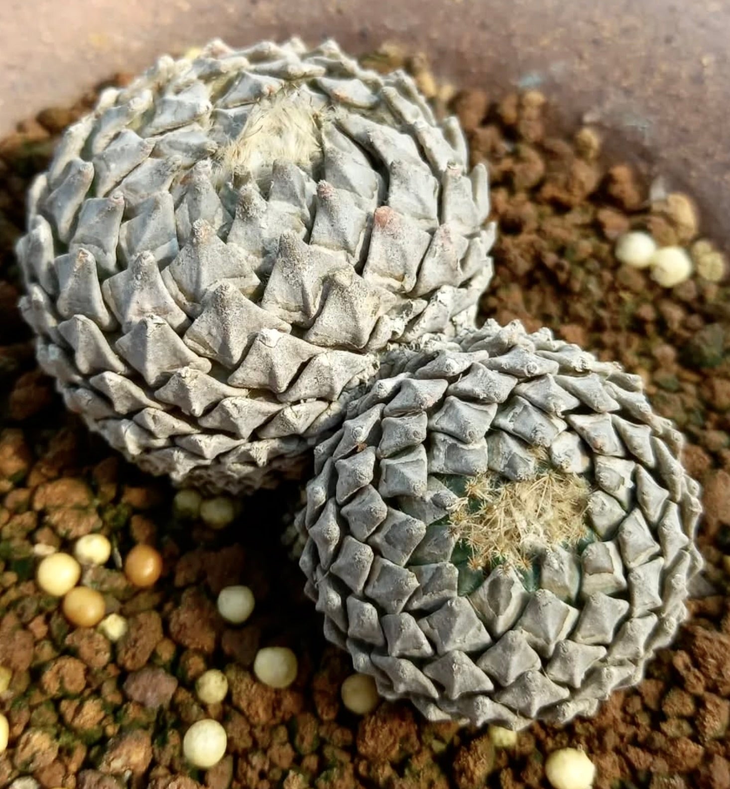 Encephalocarpus strobiliformis raro succulento con tubercoli grigi strutturati e areole lanose