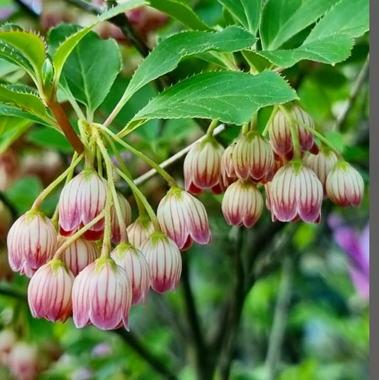 Enkianthus campanulatus delicate bell-shaped pink and white striped flowers with green leaves