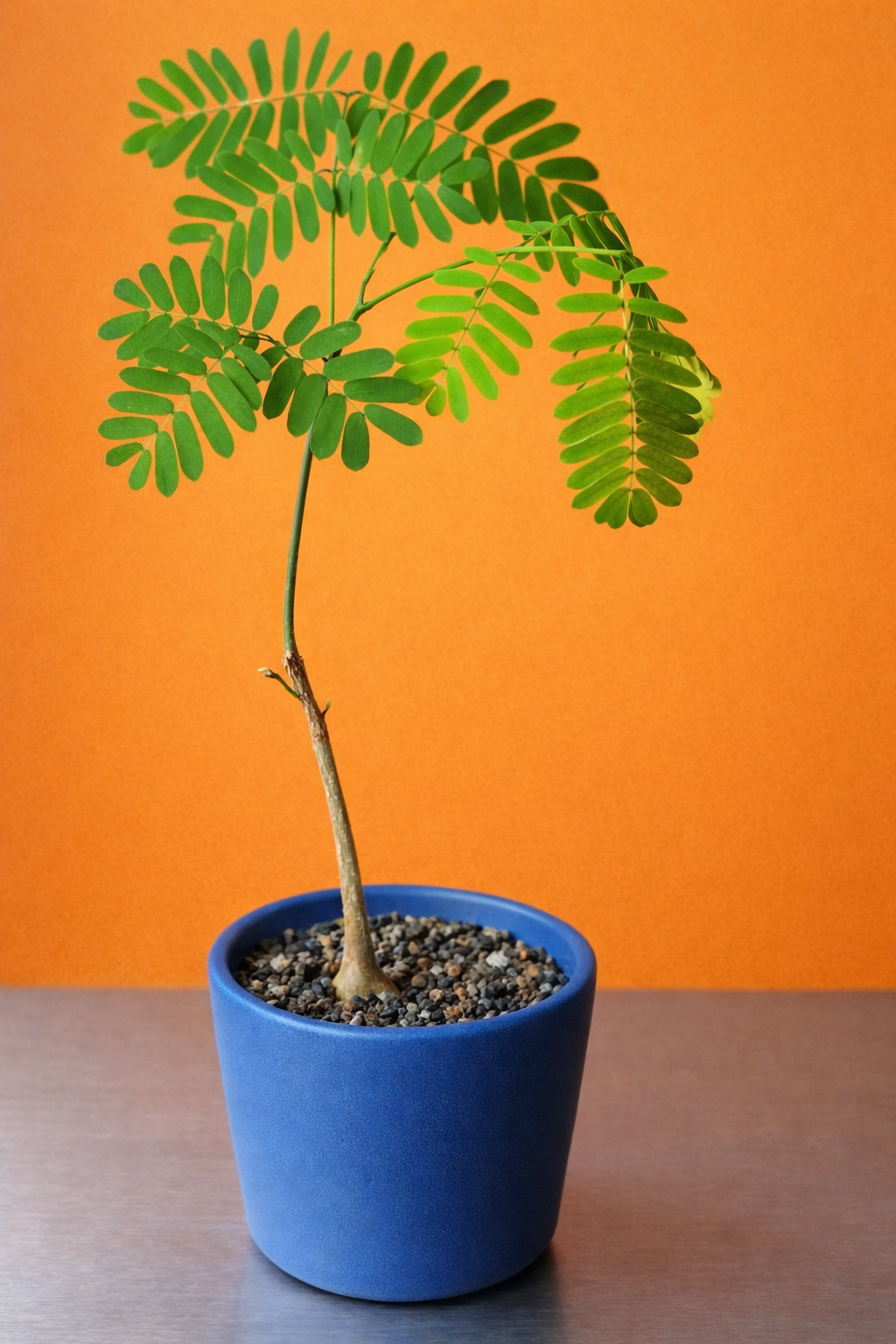 Entada leptostachya young potted plant with delicate green compound leaves in blue pot