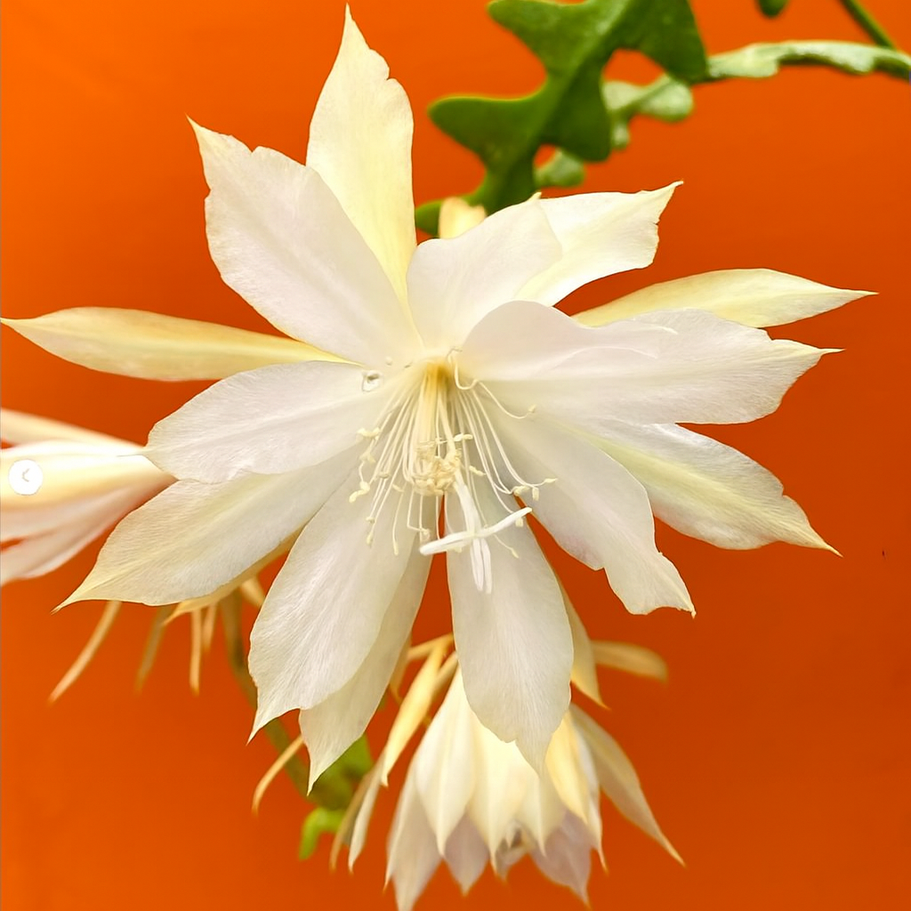 Fiore bianco a forma di stella di Epiphyllum anguliger con foglie verdi segmentate su sfondo arancione