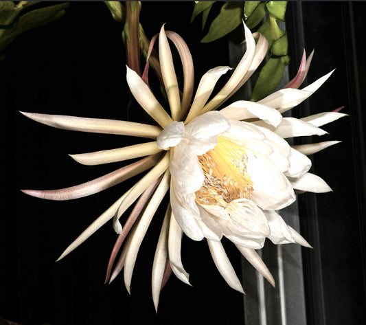 Epiphyllum chrysocardium (white flowers) | Fern leaf cactus