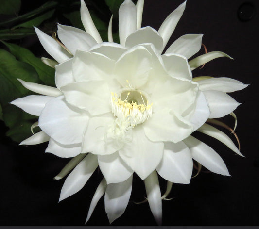 Epiphyllum oxypetalum cv MARYLIN (white flower) | Queen of the Night