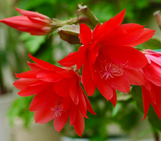 Epiphyllum oxypetalum cv SAMITE (Red Flower) | Queen of the Night