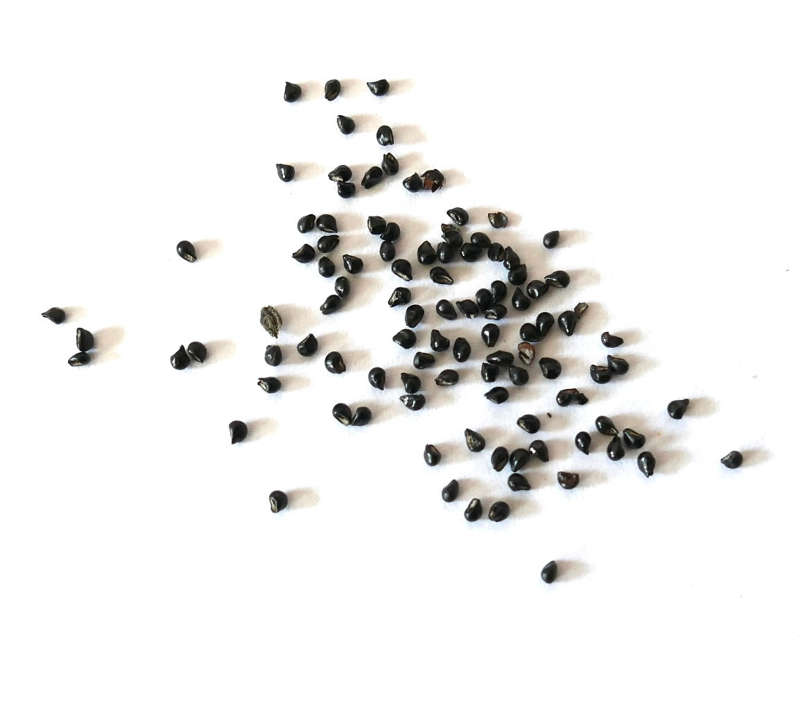 Semi di cactus Epithelantha densispina sparsi su sfondo bianco per la piantagione