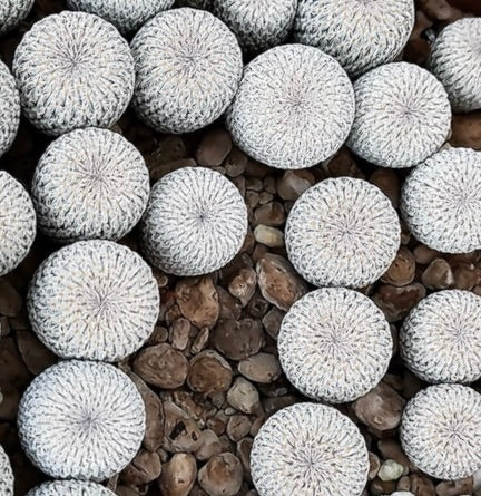Epithelantha densispina small round white-spined succulent cactus cluster on rocky soil