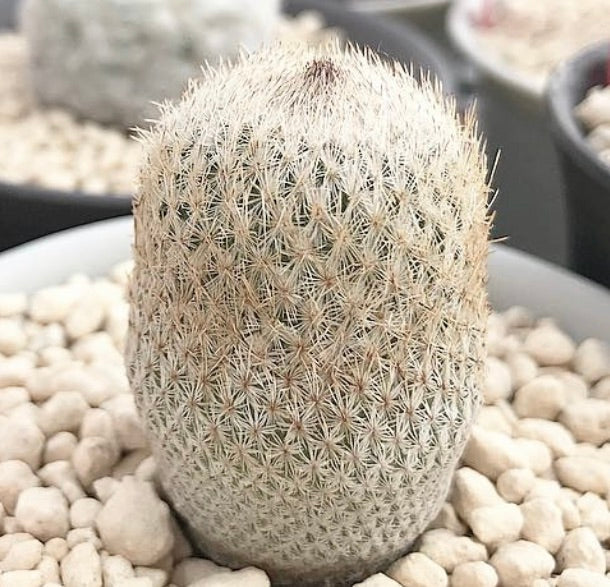 Epithelantha rufispina piccolo cactus cilindrico con spine bianche dense su ghiaia bianca