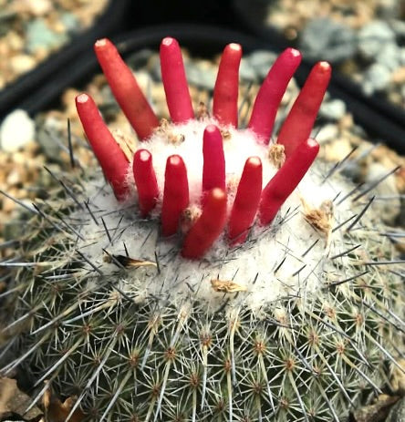 Cactus Epithelantha unguispina con lana bianca e spine di frutto rosso brillante in primo piano