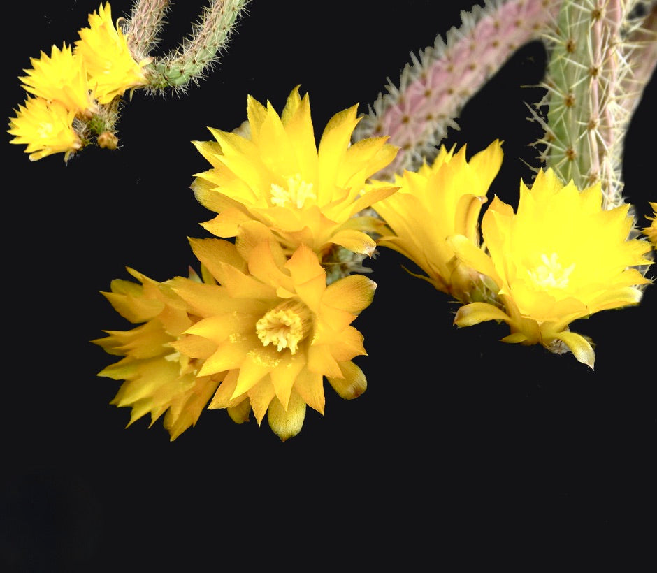Erdisia squarosa cactus with vibrant yellow flowers and spiny stems against black background