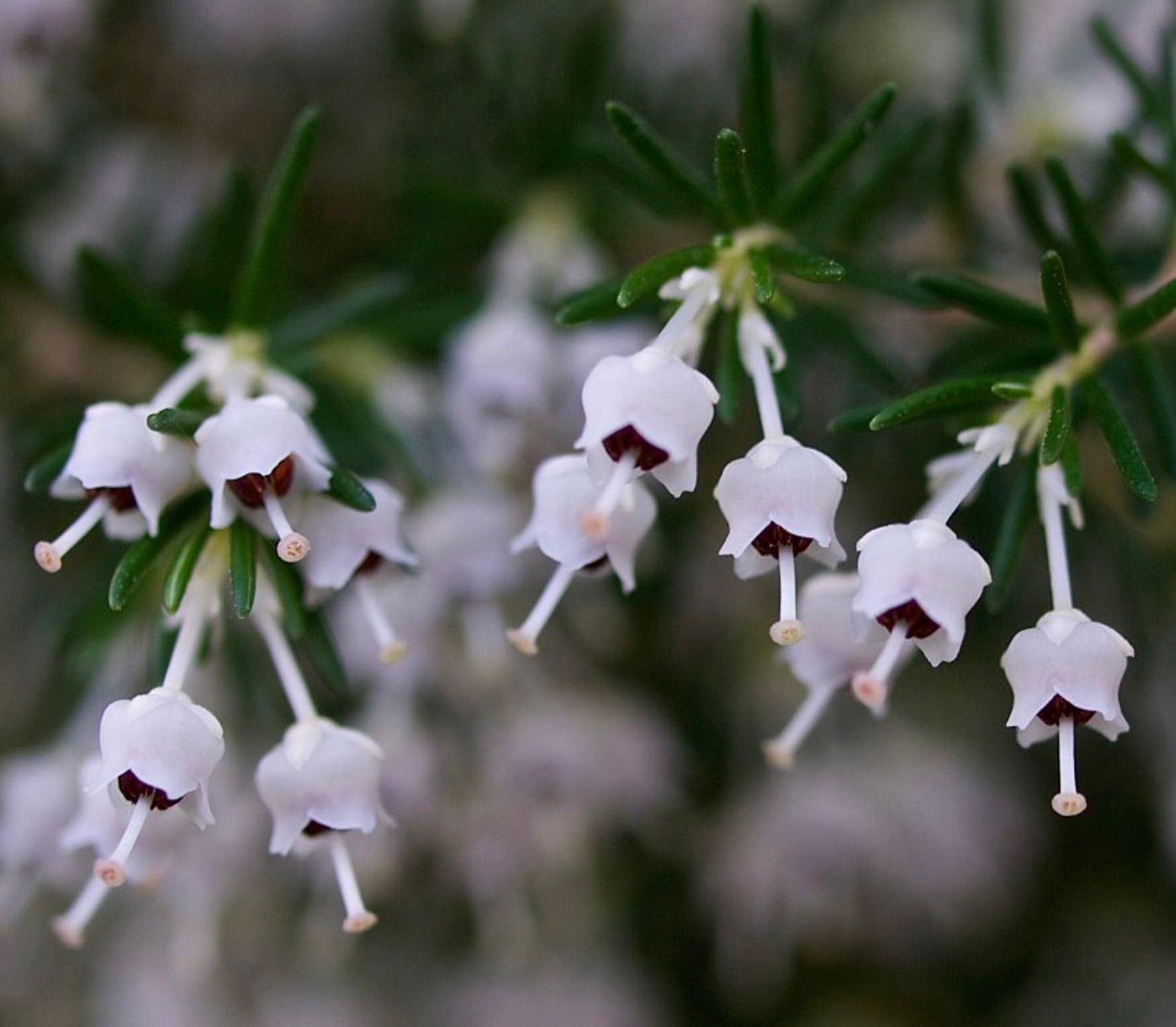 Erica arborea delicati fiori bianchi a forma di campanella con centri scuri e foglie verdi sottili