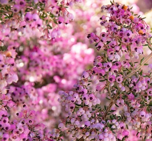 Erica canaliculata fiori delicati rosa a campana con piccole foglie aghiformi verdi