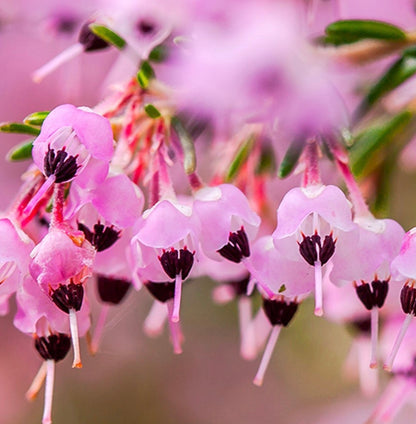 Erica canaliculata delicati fiori rosa a forma di campana con stami scuri e foglie verdi sottili