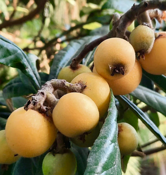 Frutti gialli maturi di Eriobotrya japonica con gambi pelosi e foglie verdi lucide in primo piano