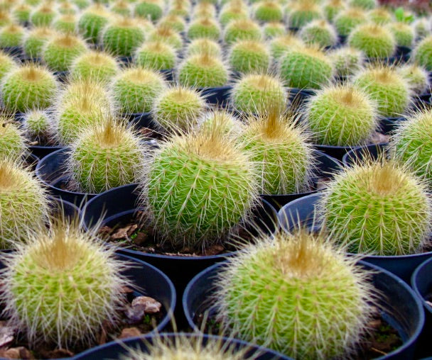 Eriocactus claviceps small round cacti with golden spines in black nursery pots