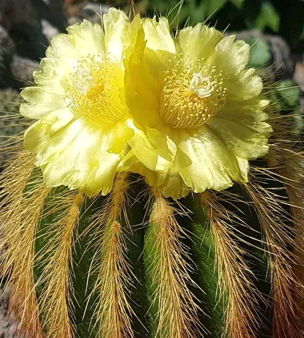 Eriocactus grossei cactus con fiori giallo brillante e lunghe spine dorate in primo piano