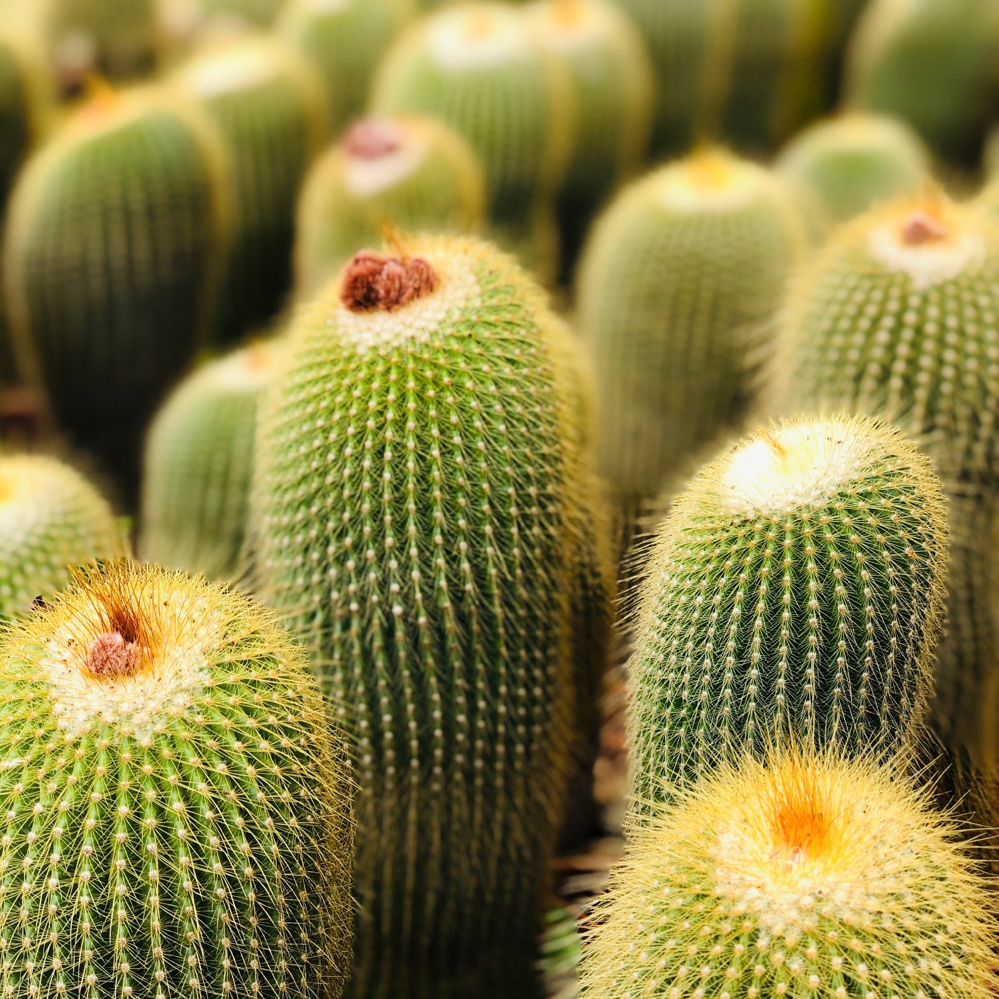 Eriocactus leninghausii tall green cactus with dense yellow spines and woolly tops