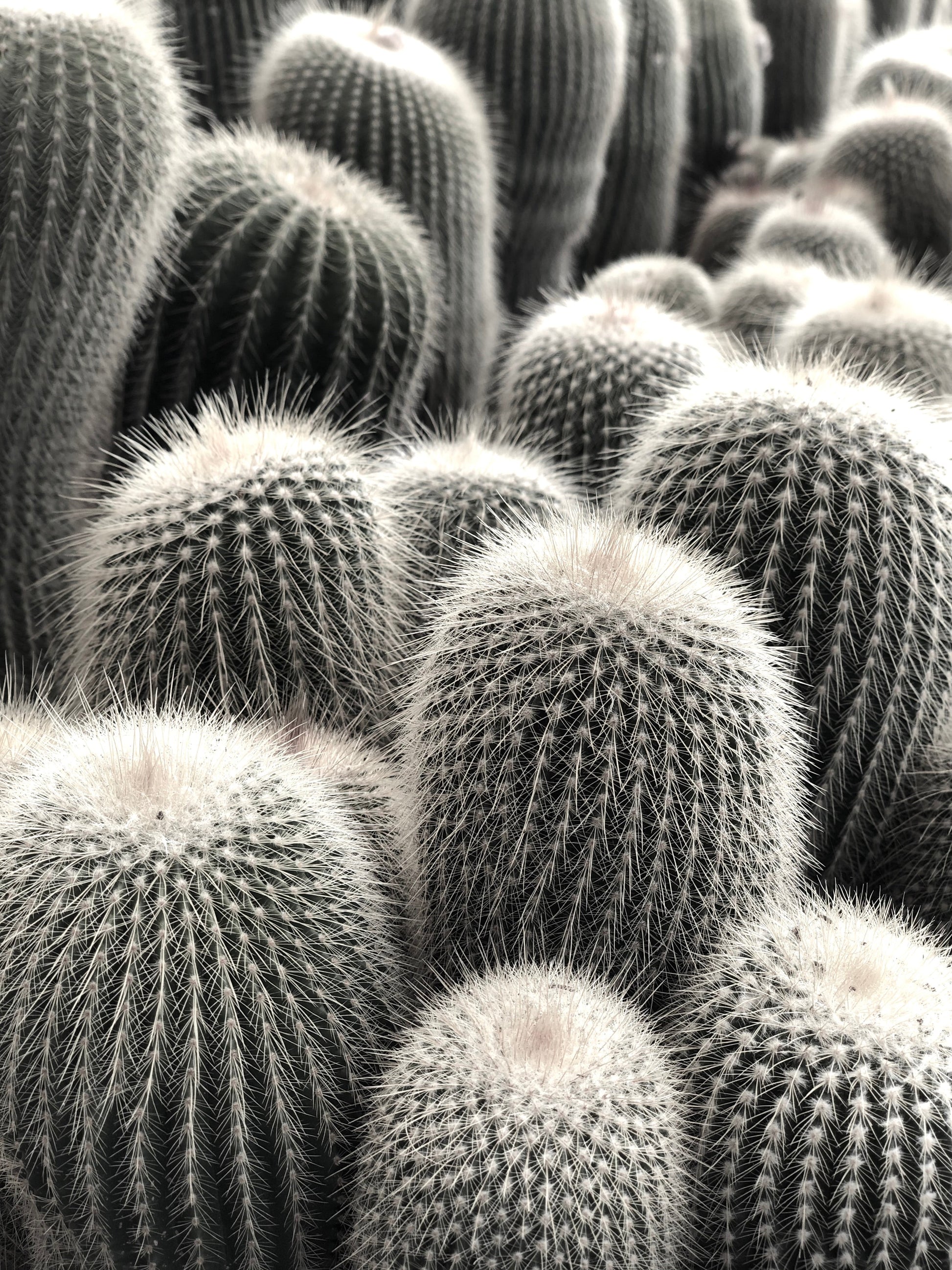 Eriocactus leninghausii var. albispinus denso gruppo di cactus cilindrici alti con spine bianche