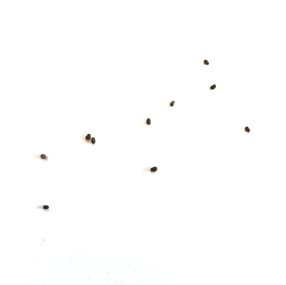 Eriocactus magnificus small black cactus seeds on white background