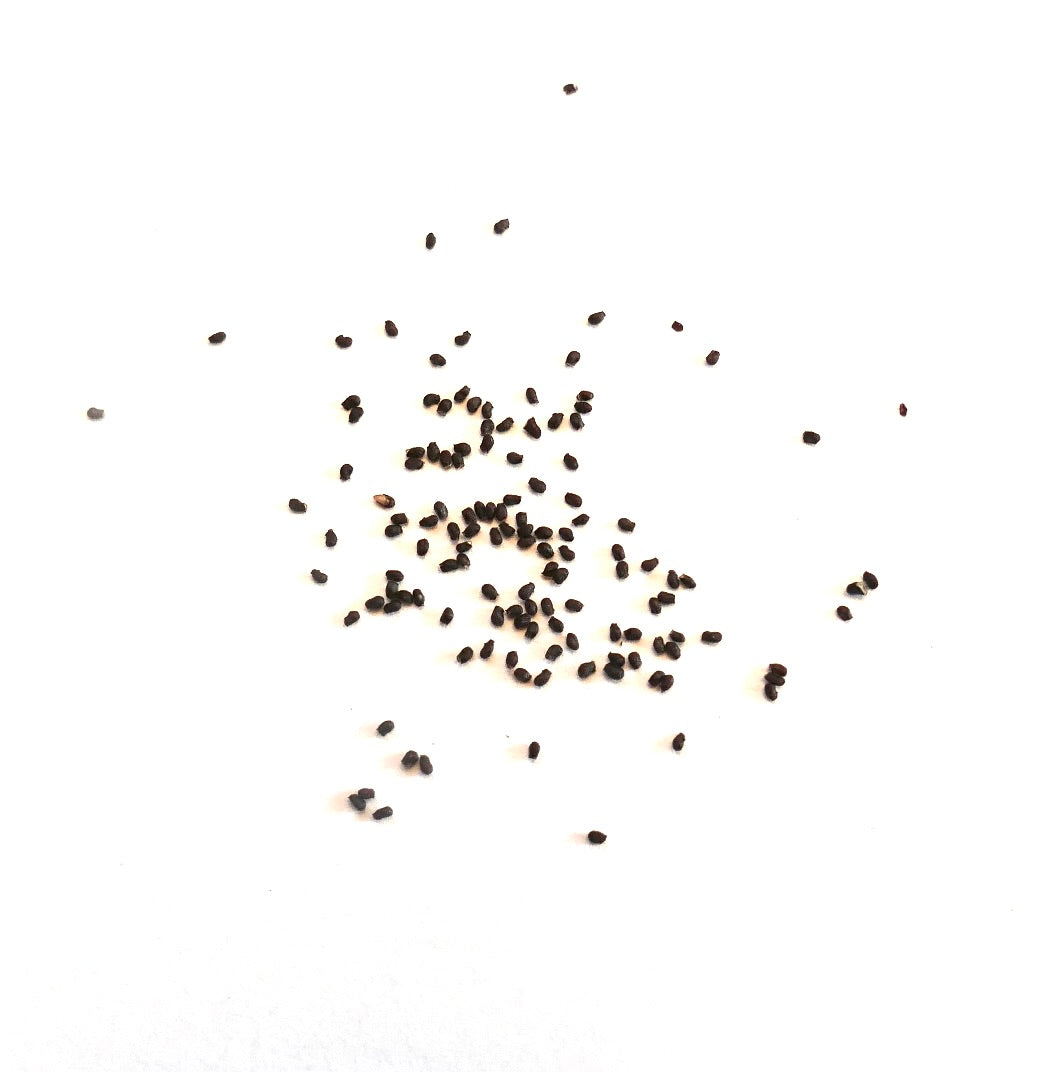 Eriocactus magnificus small dark cactus seeds scattered on white background