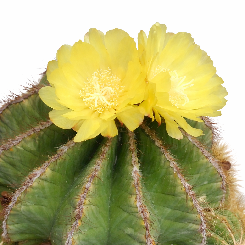 Eriocactus magnificus rare cactus with large yellow flowers and ribbed green stem