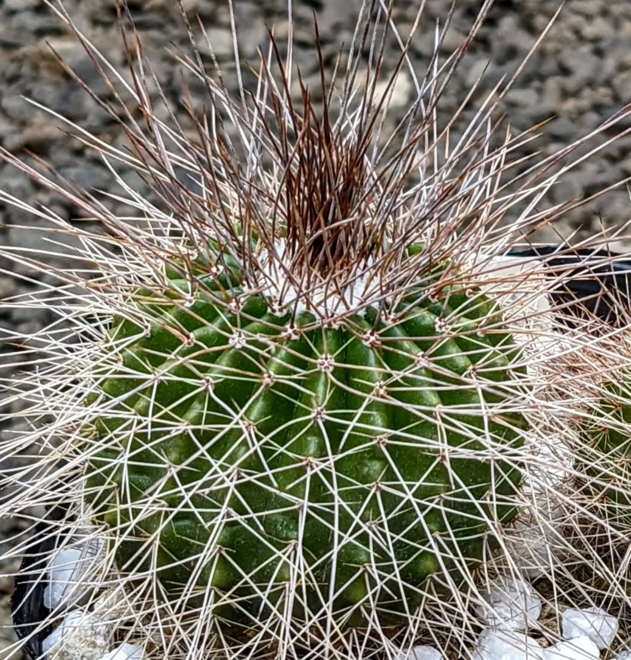 Eriocactus nigrispinus green cactus with dense white and brown spines succulent specimen