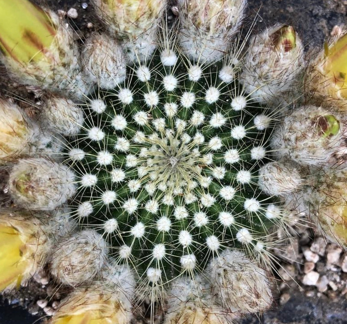 Eriocactus schumannianus raro cactus con spine bianche fitte e boccioli di fiori gialli