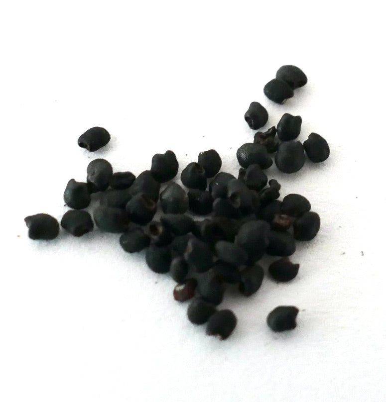 Eriocereus jusbertii black cactus seeds on white background for planting