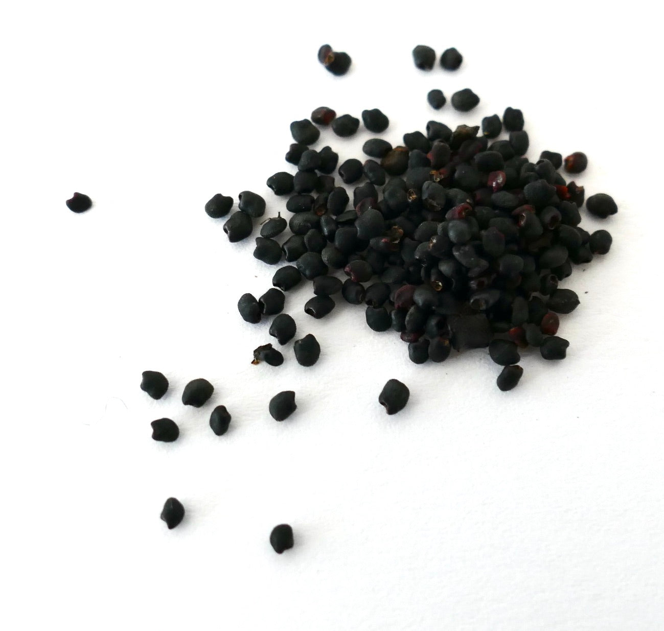 Eriocereus jusbertii cactus seeds scattered on white background for propagation