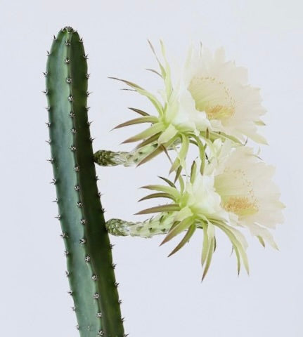 Cactus Eriocereus jusbertii con stelo verde alto e due grandi fiori bianchi in fiore