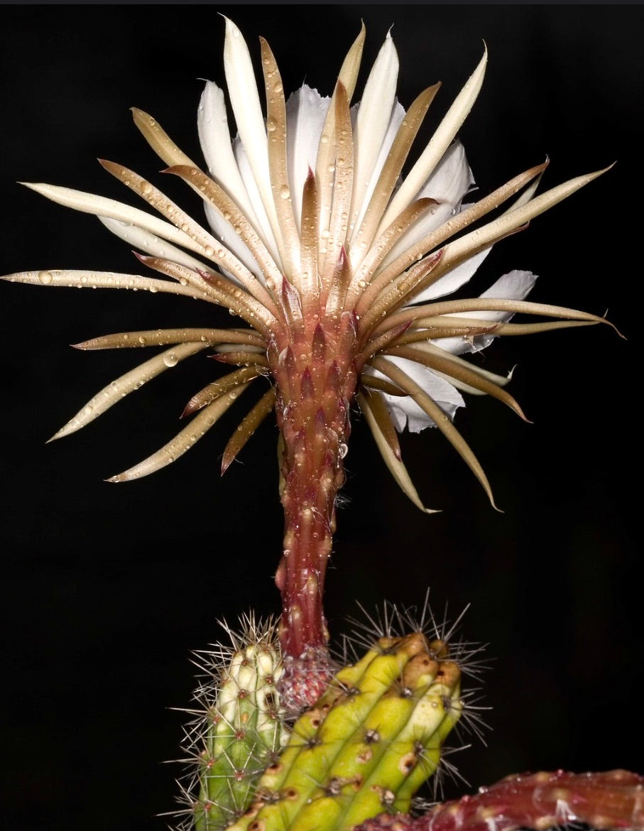 Cactus Eriocereus simpsonii con grande fiore bianco e fusto verde spinoso in fiore