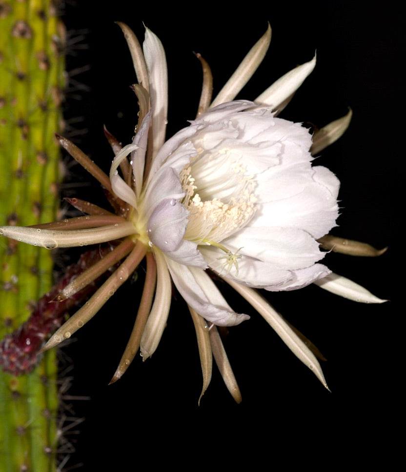 Eriocereus simpsonii cactus with large white night-blooming flower and spiny green stem