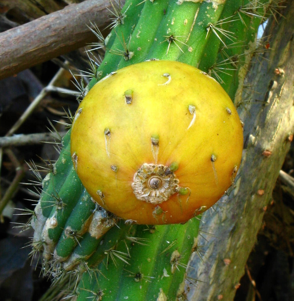 Eriocereus simpsonii cactus con frutto rotondo giallo e fusto verde spinoso