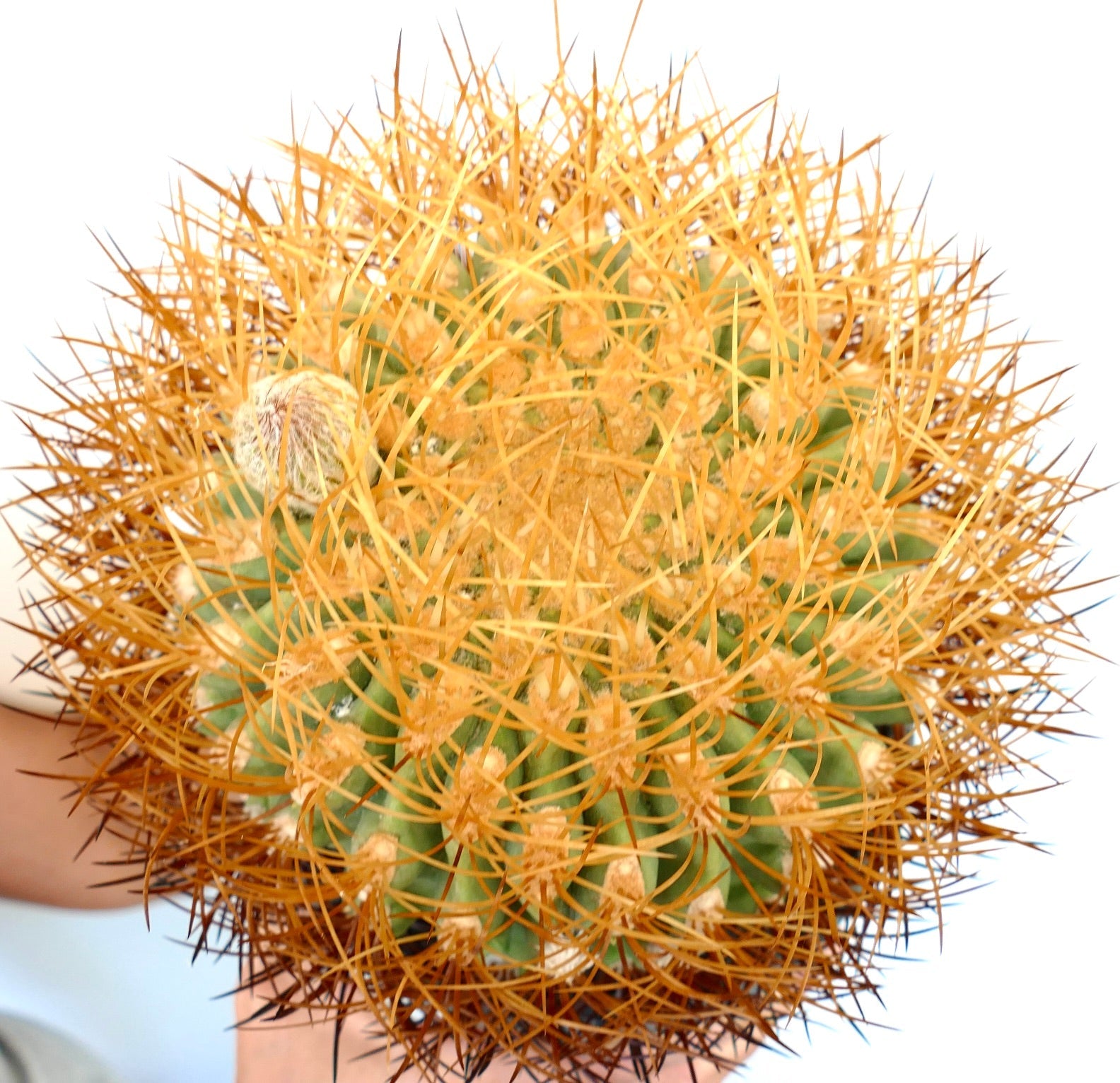 Cactus Eriosyce aurata con spine dorate fitte e corpo succulento verde e arrotondato