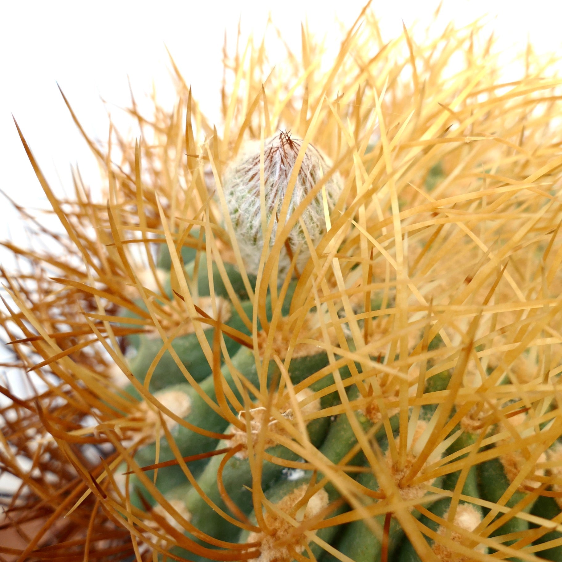 Eriosyce aurata succulent cactus with dense golden spines and green ribbed body